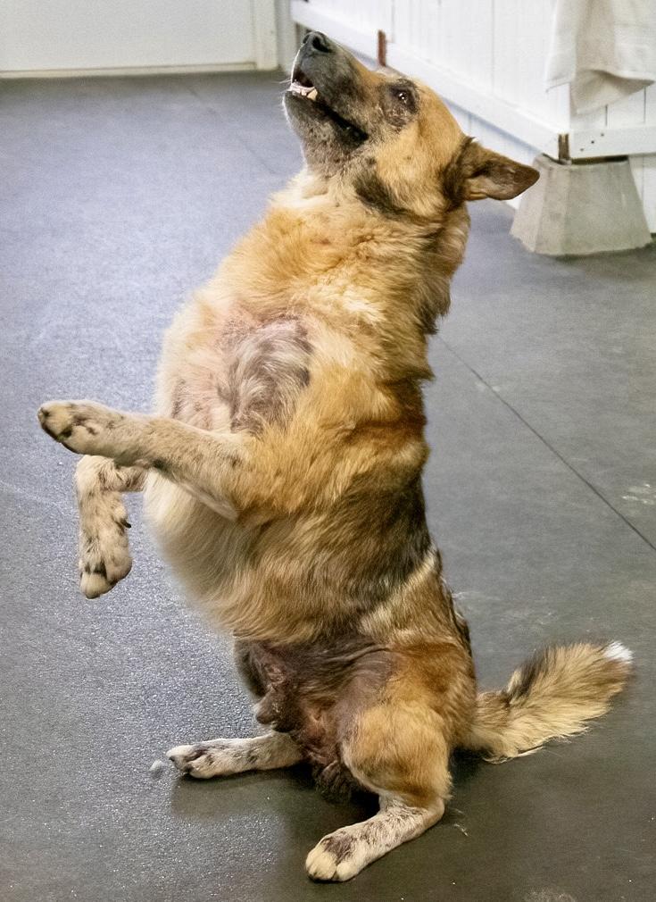 Enlarge Calvin, a ADOPTABLE mixed breed in Westfield, NY image 6/6