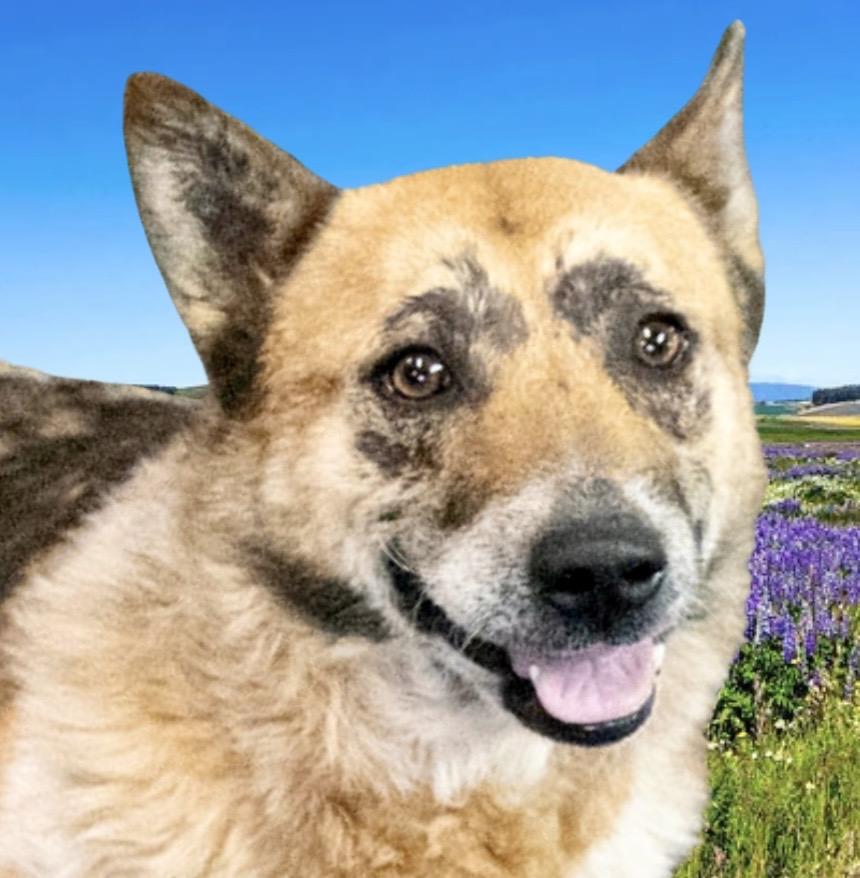 Enlarge Calvin, a ADOPTABLE mixed breed in Westfield, NY image 3/6