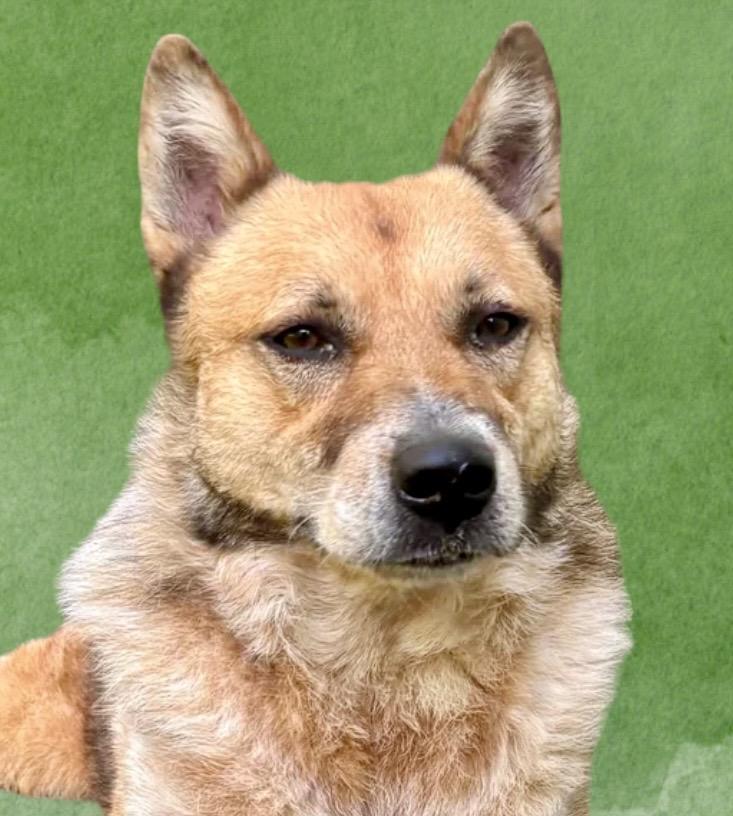 Calvin, ADOPTABLE, Adult Male German Shepherd Dog & Australian Cattle Dog / Blue Heeler.