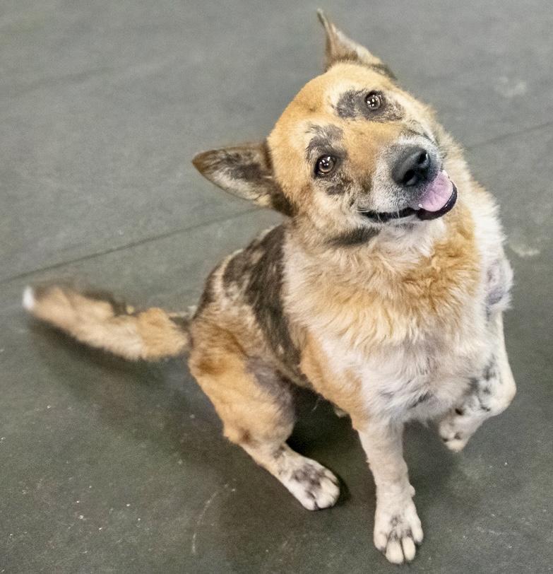 Enlarge Calvin, a ADOPTABLE mixed breed in Westfield, NY image 5/6