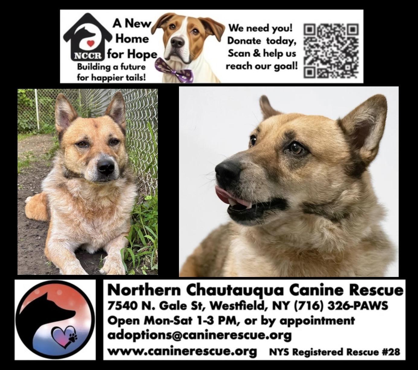 Enlarge Calvin, a Adoptable mixed breed in Westfield, NY image 6/6