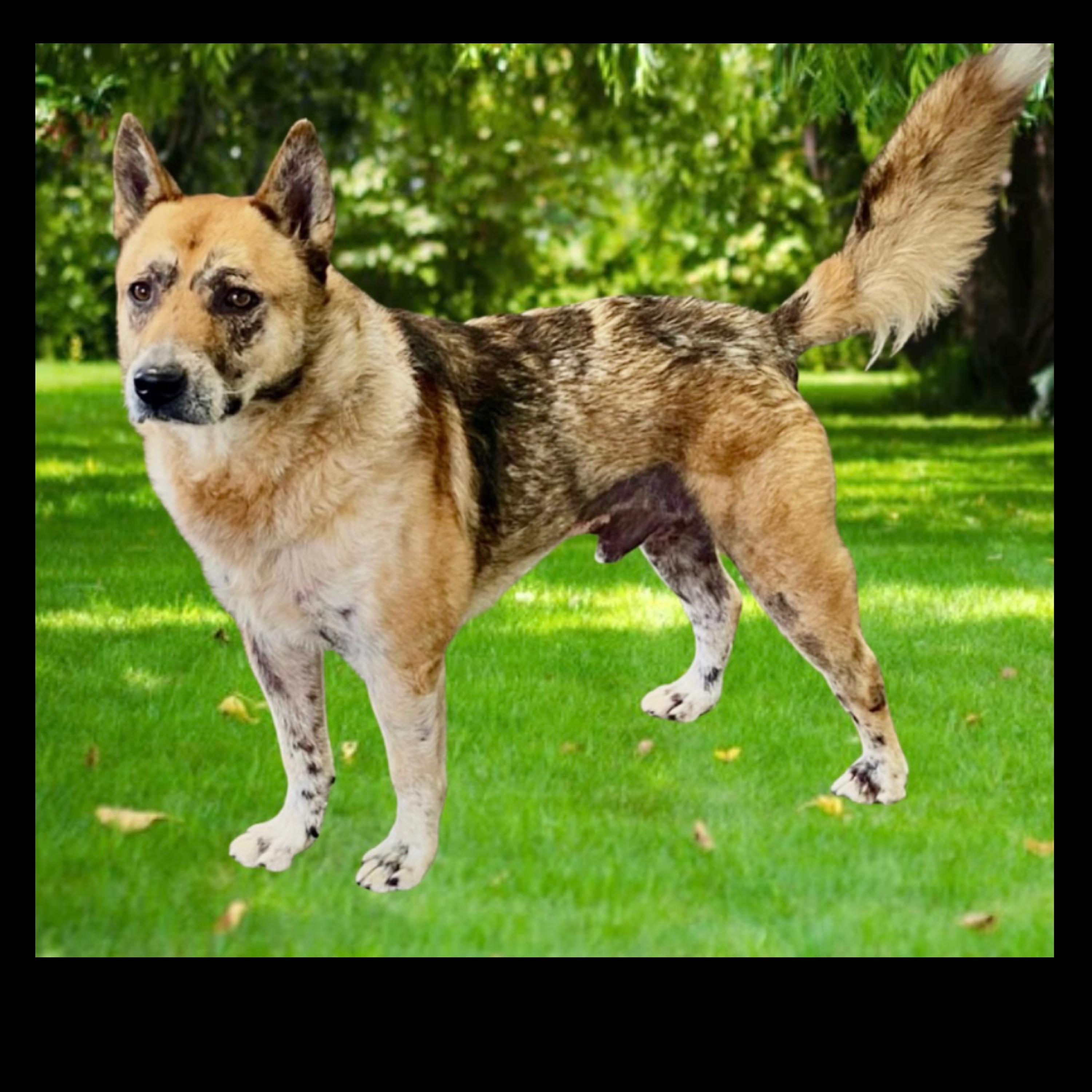 Enlarge Calvin, a ADOPTABLE mixed breed in Westfield, NY image 4/6