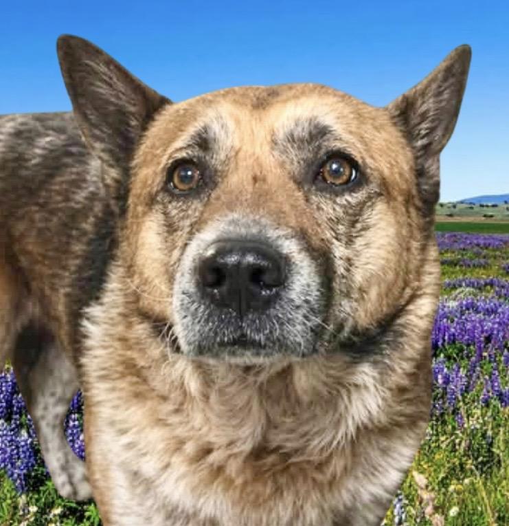 Calvin, ADOPTABLE, Adult Male German Shepherd Dog & Australian Cattle Dog / Blue Heeler.