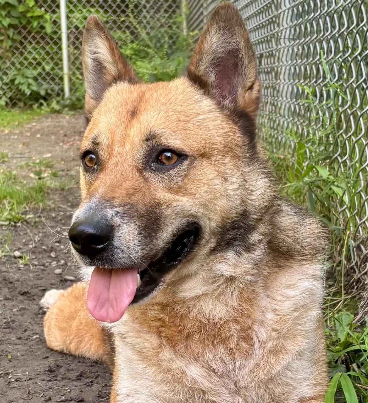 Calvin, a ADOPTABLE mixed breed in Westfield, NY image 2/6