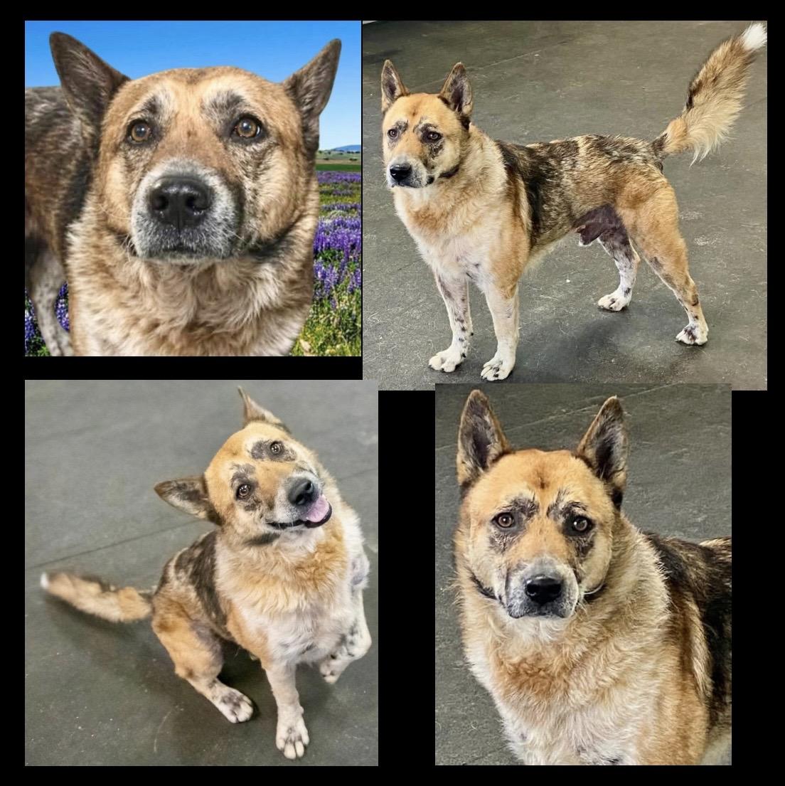 Enlarge Calvin, a ADOPTABLE mixed breed in Westfield, NY image 2/6