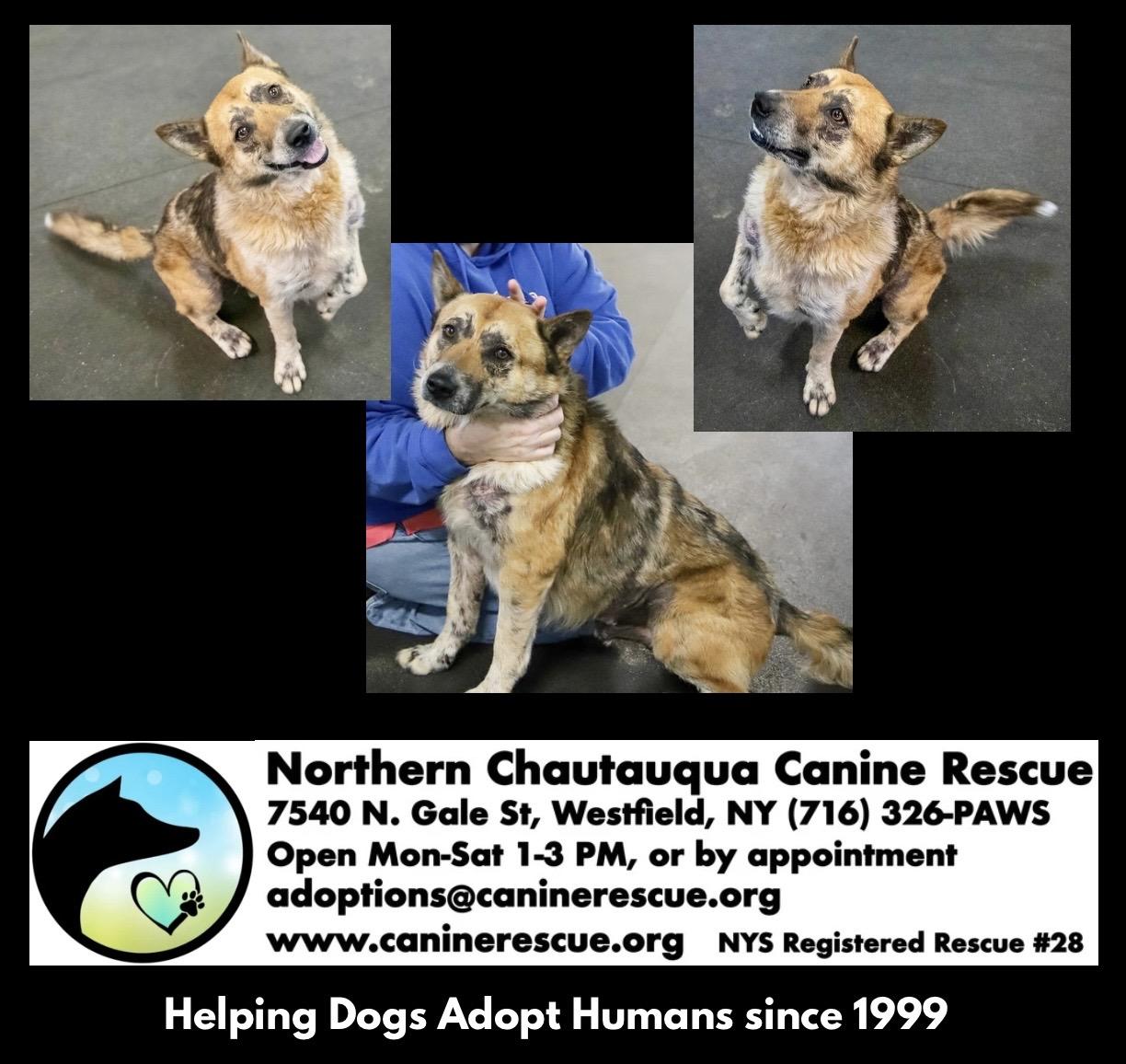 Enlarge Calvin, a ADOPTABLE mixed breed in Westfield, NY image 4/6