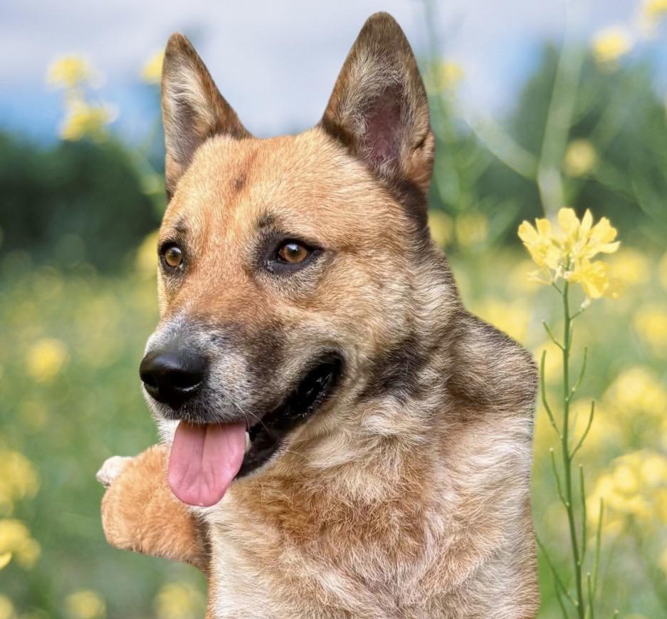 Enlarge Calvin, a Adoptable mixed breed in Westfield, NY image 5/6