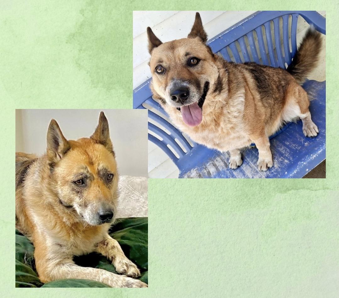 Enlarge Calvin, a Adoptable mixed breed in Westfield, NY image 3/6