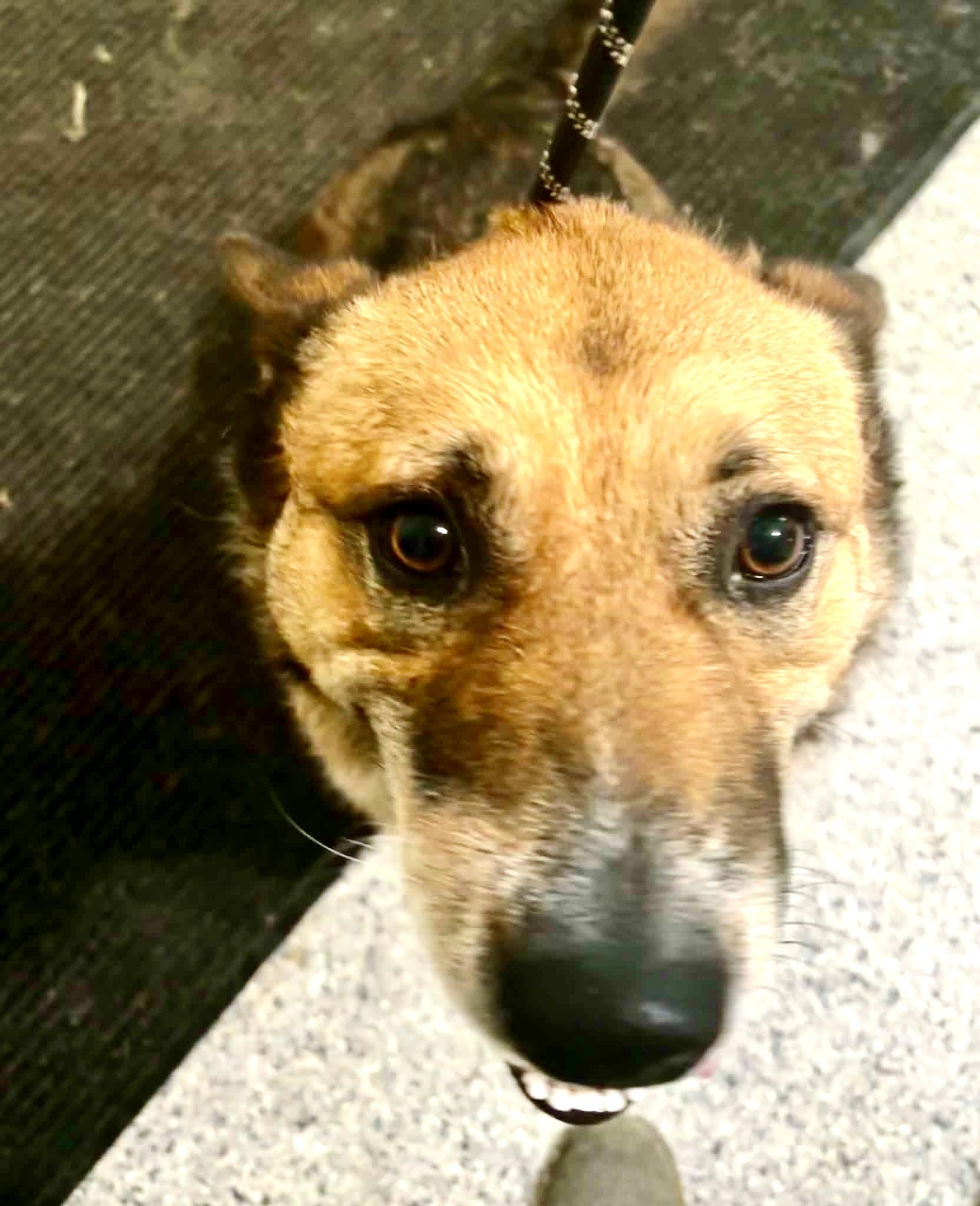 Calvin, a ADOPTABLE mixed breed in Westfield, NY image 4/6
