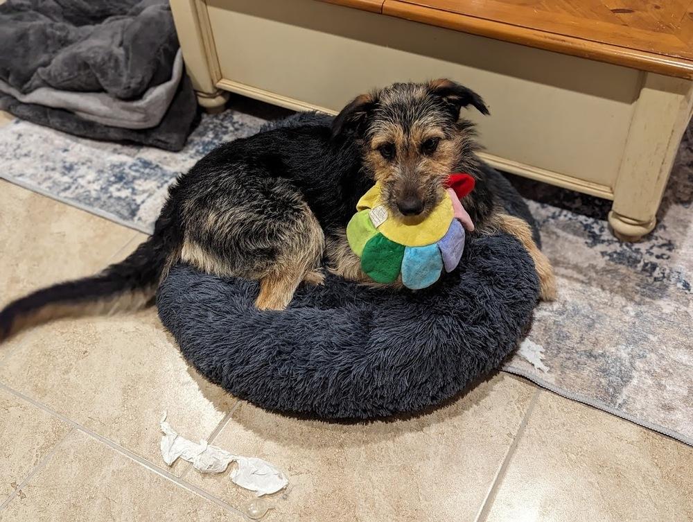 Enlarge Kulfi, a Adoptable mixed breed in Mission, TX image 2/6