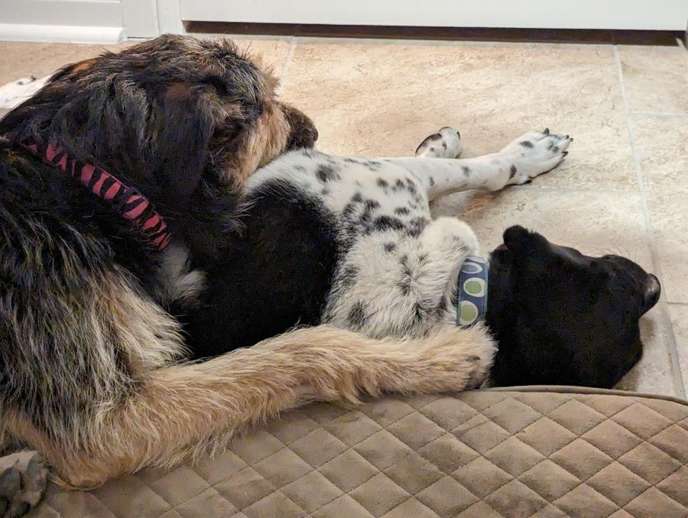 Enlarge Kulfi, a Adoptable mixed breed in Mission, TX image 3/6