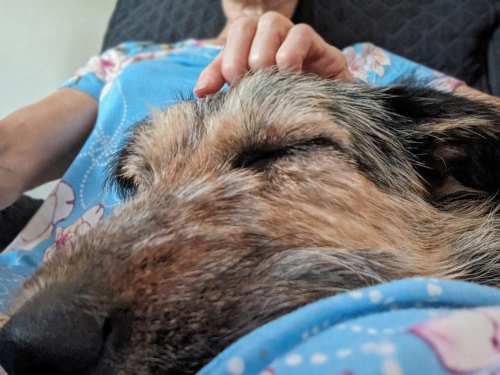 Enlarge Kulfi, a Adoptable mixed breed in Mission, TX image 4/6