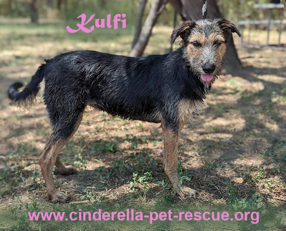 Enlarge Kulfi, a Adoptable mixed breed in Mission, TX image 6/6