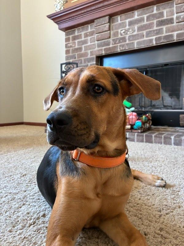 Stormy, a ADOPTABLE mixed breed in Oswego, IL image 1/4