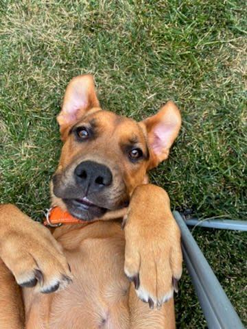Stormy, a ADOPTABLE mixed breed in Oswego, IL image 2/4