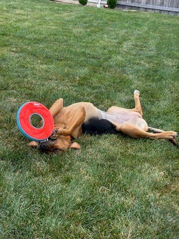 Stormy, a ADOPTABLE mixed breed in Oswego, IL image 4/4