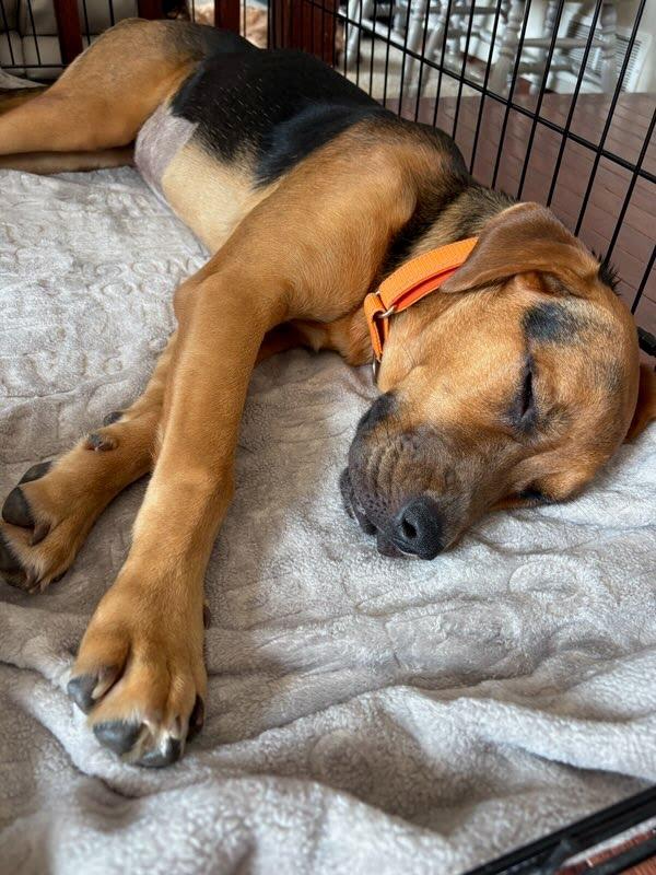 Stormy, a ADOPTABLE mixed breed in Oswego, IL image 3/4