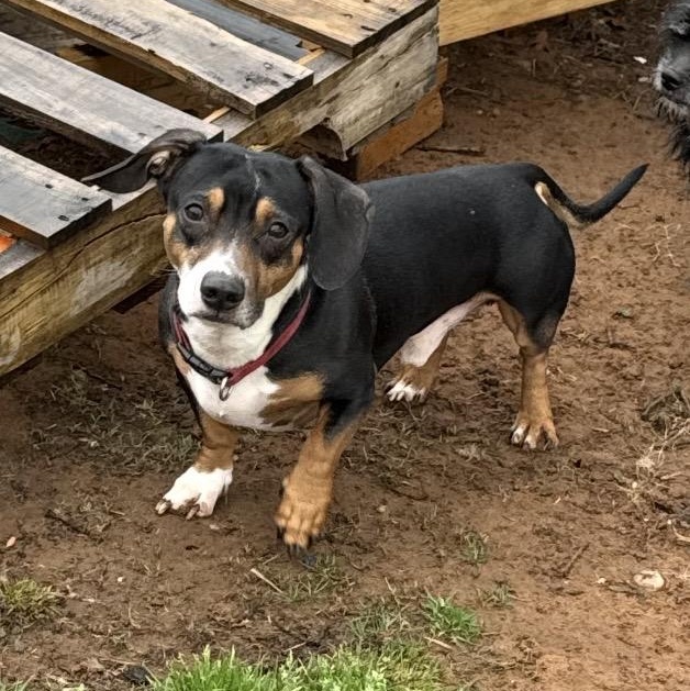Dexter , adopted, Adult Male Dachshund & Mixed Breed.