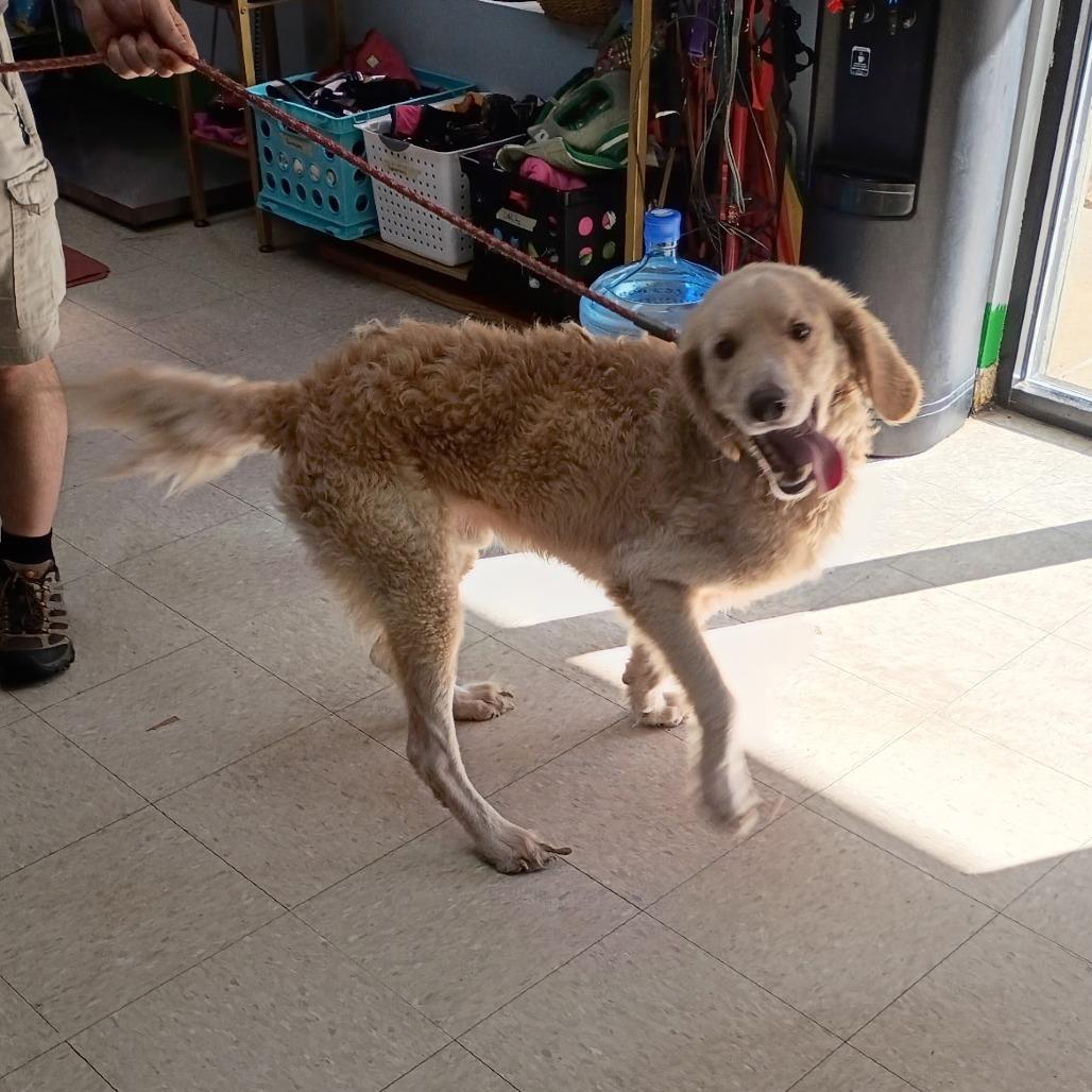 Holiday, Adoptable, Adult Male Goldendoodle.