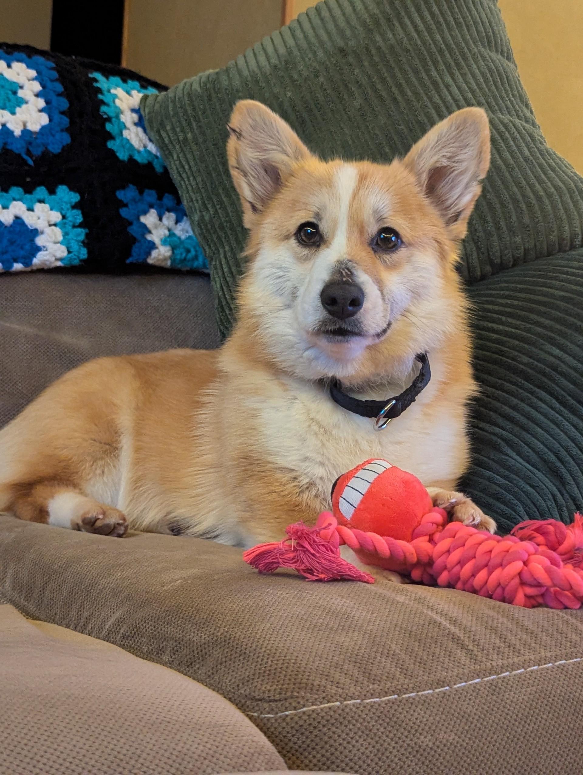 Scarlett-I256011, ADOPTABLE, Young Female Pembroke Welsh Corgi.