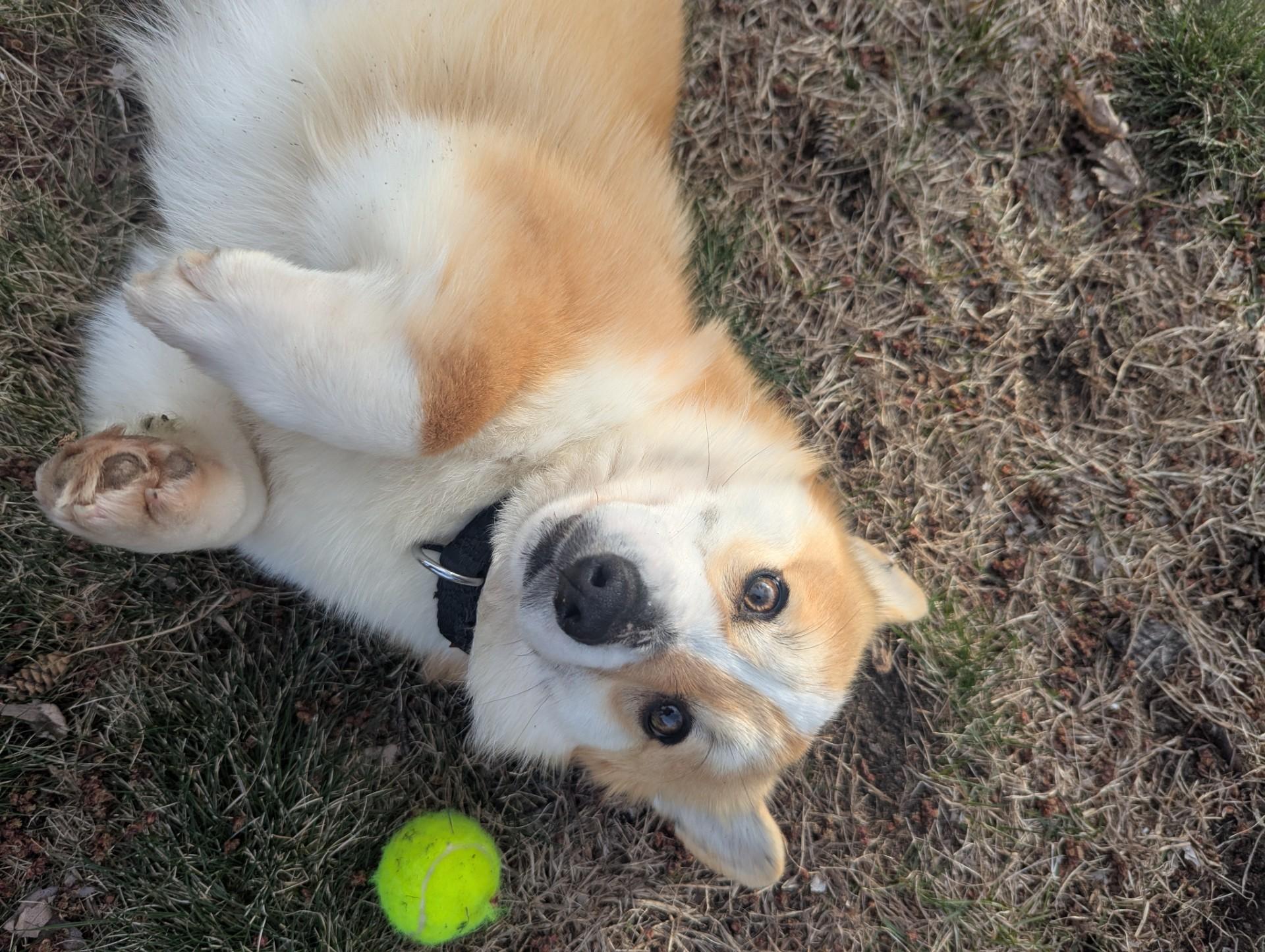 Enlarge Scarlett-I256011, a ADOPTABLE Pembroke Welsh Corgi in Anoka, MN image 2/2