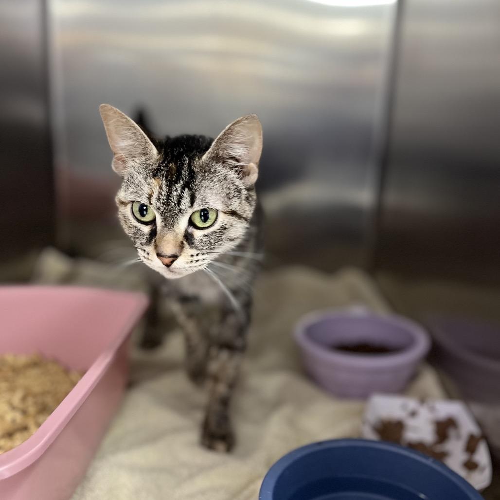 Enlarge Maple, a Adoptable Domestic Short Hair in Portage, MI image 1/1