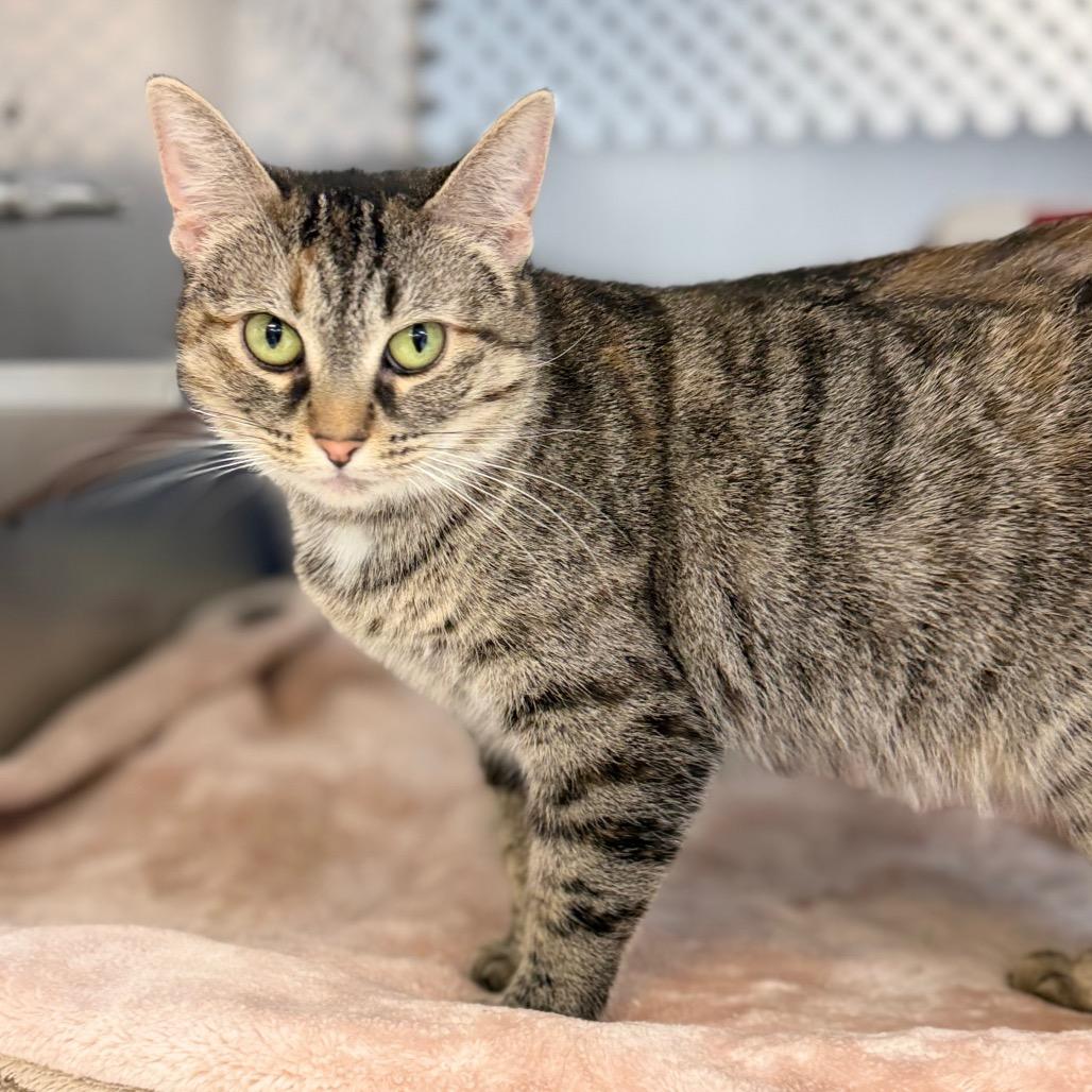 Enlarge Maple, a Adoptable Domestic Short Hair in Portage, MI image 2/2