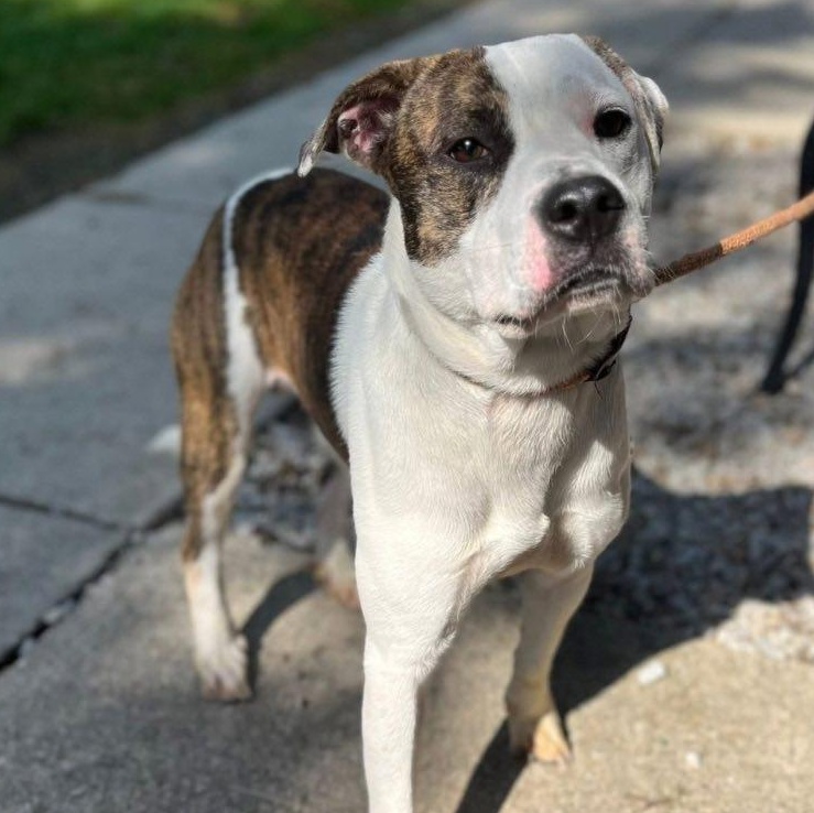 Vinnie, Adoptable, Young Male Pit Bull Terrier.