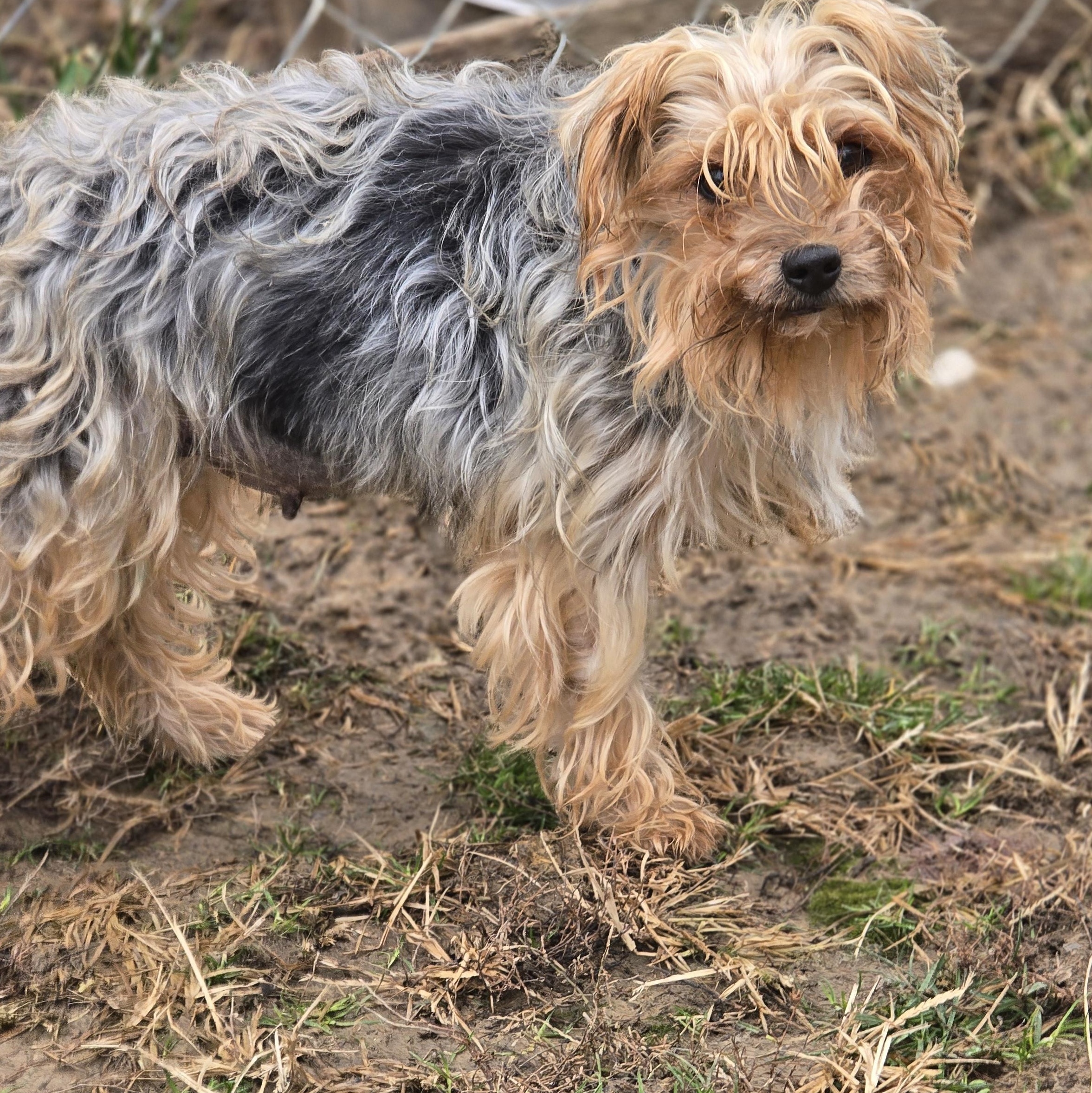 Shasha, ADOPTABLE, Adult Female Yorkshire Terrier.