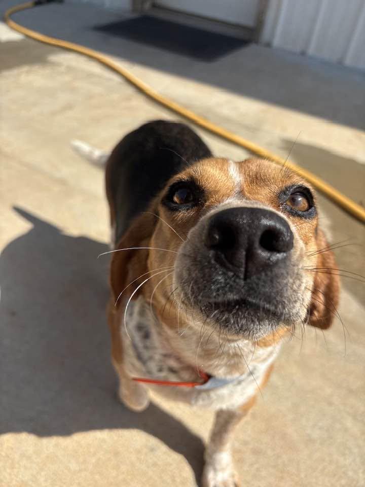 MaryAnn, ADOPTABLE, Adult Female Beagle.