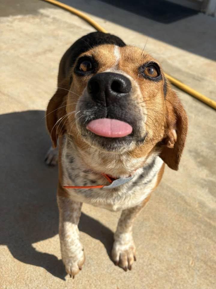 MaryAnn, a ADOPTABLE Beagle in Munfordville, KY image 2/2