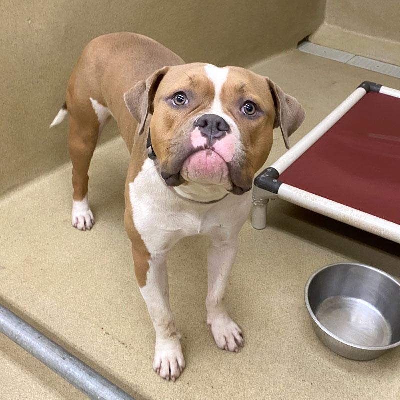 Owen, ADOPTABLE, Adult Male American Bulldog & Boxer.