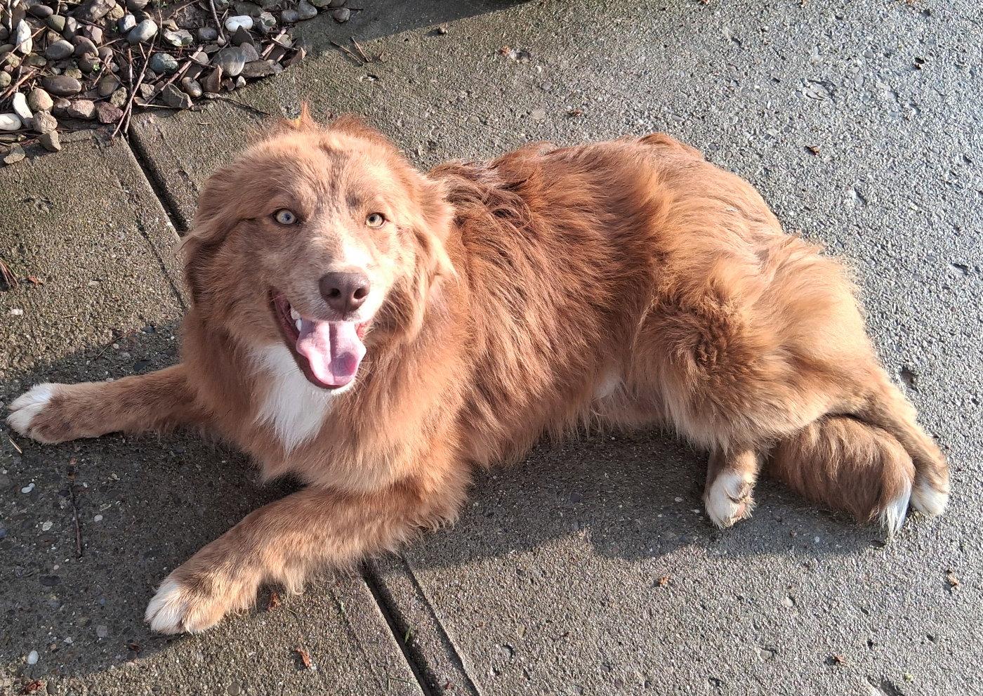 Rusty, Adoptable, Puppy Male Australian Shepherd.