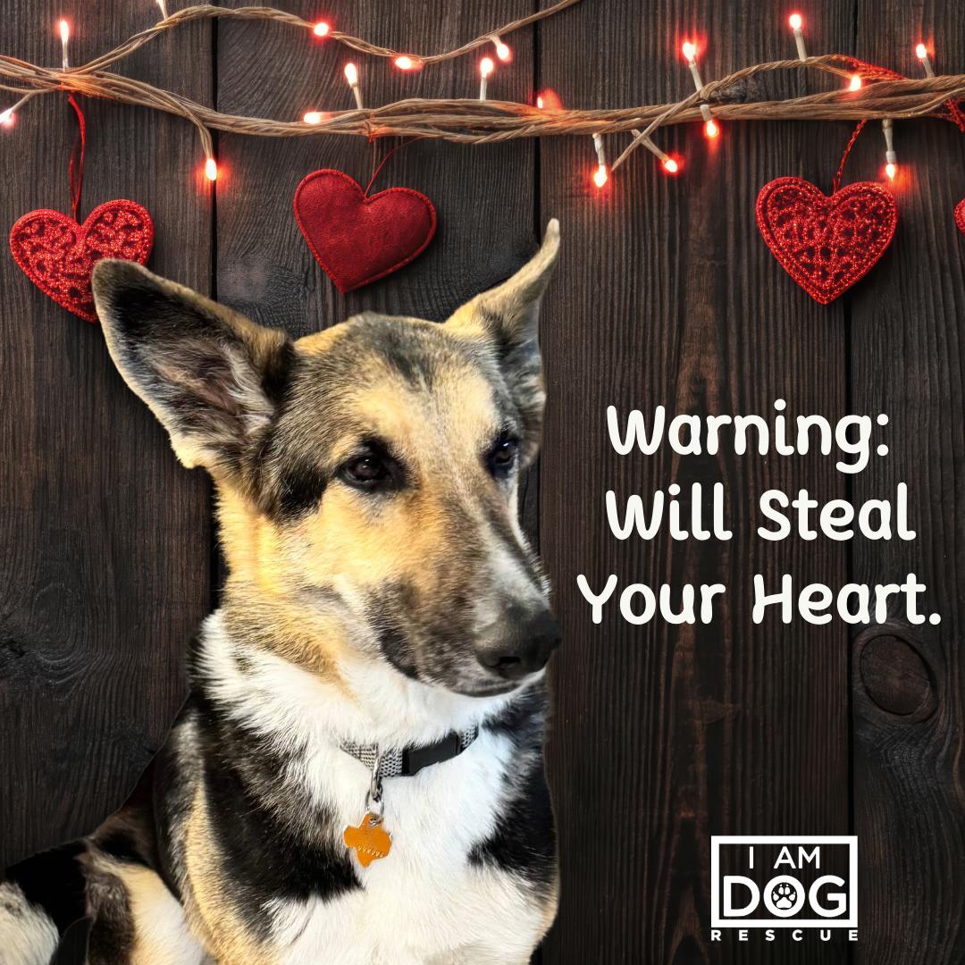 Riley, ADOPTABLE, Adult Male German Shepherd Dog & Mixed Breed.