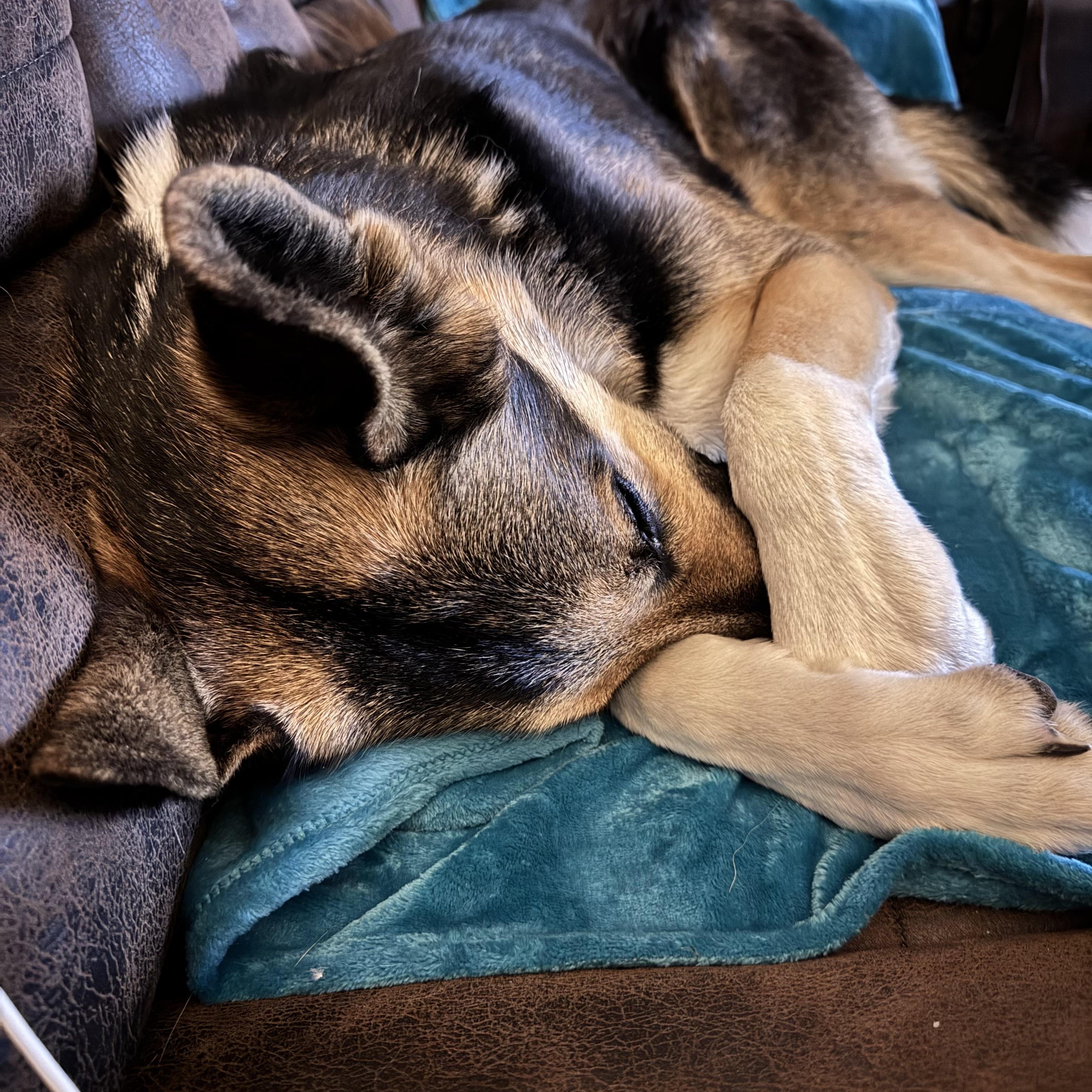 Enlarge Riley, a ADOPTABLE mixed breed in Cross Roads, TX image 5/6