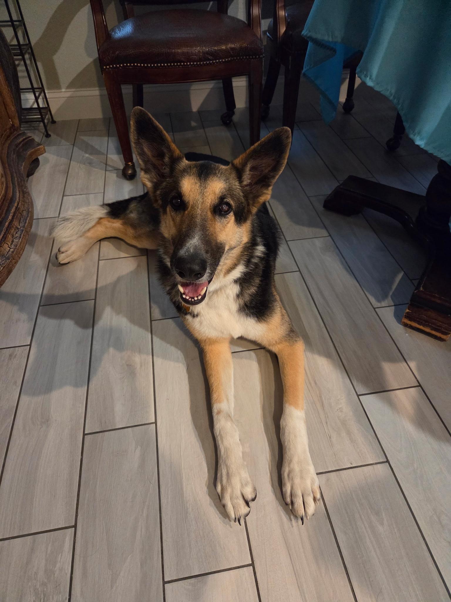 Enlarge Riley, a ADOPTABLE mixed breed in Cross Roads, TX image 2/6