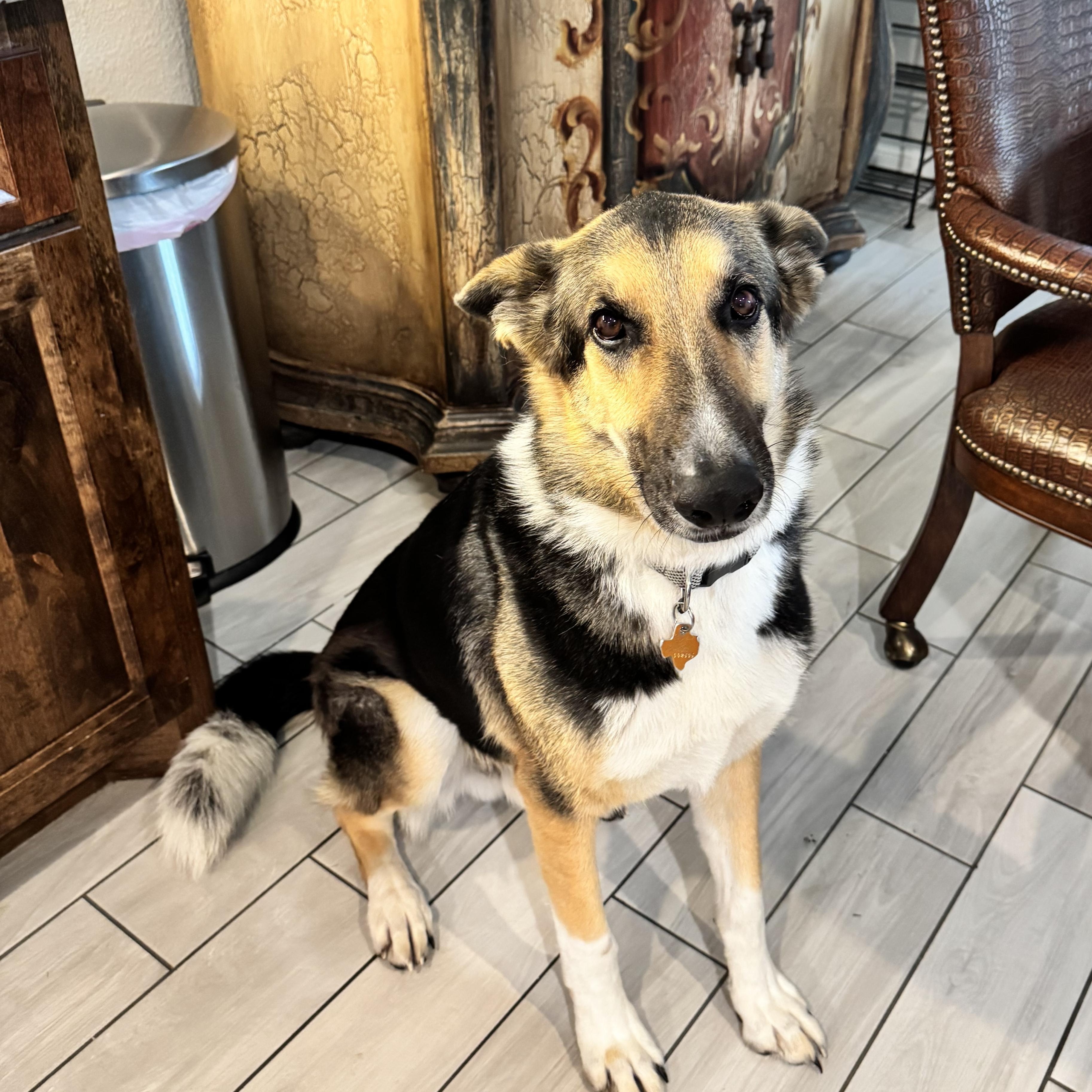 Enlarge Riley, a ADOPTABLE mixed breed in Cross Roads, TX image 3/6