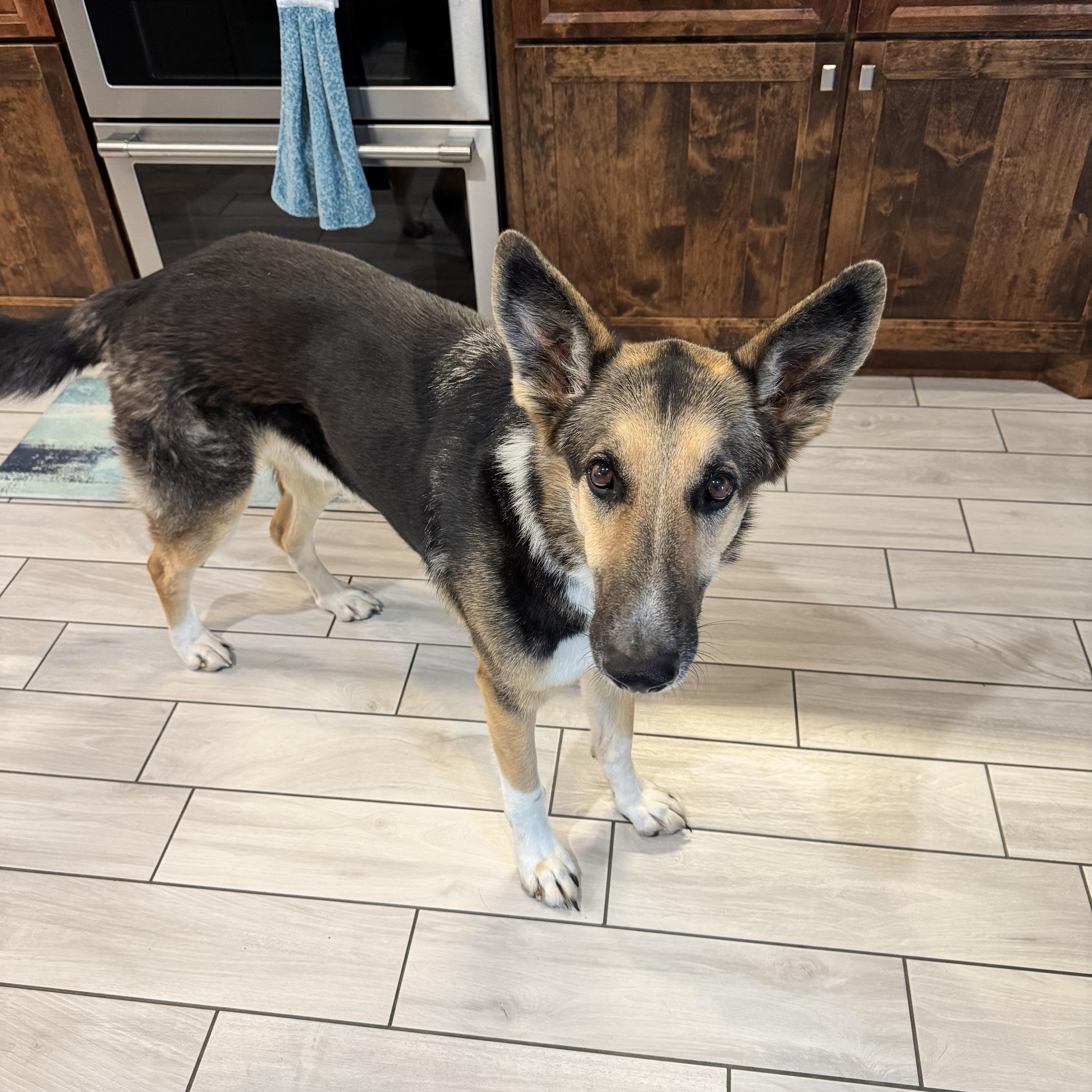 Enlarge Riley, a ADOPTABLE mixed breed in Cross Roads, TX image 6/6