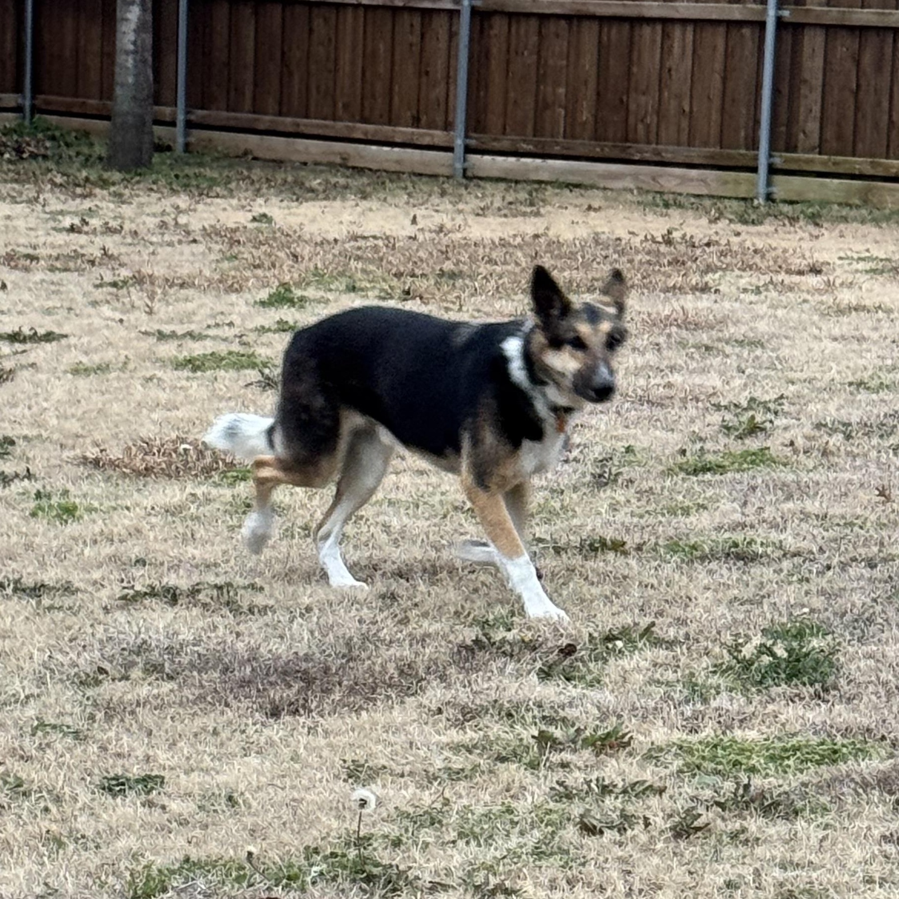 Enlarge Riley, a ADOPTABLE mixed breed in Cross Roads, TX image 4/6