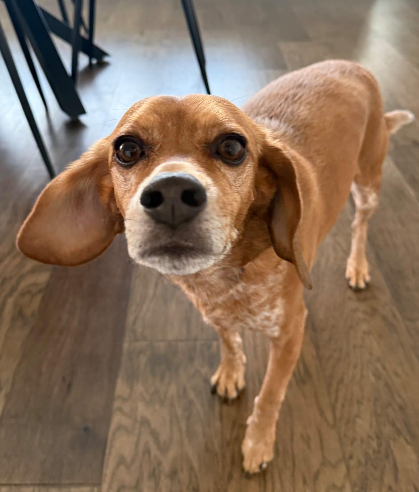 Ollie CL, Adoptable, Adult Male Beagle.
