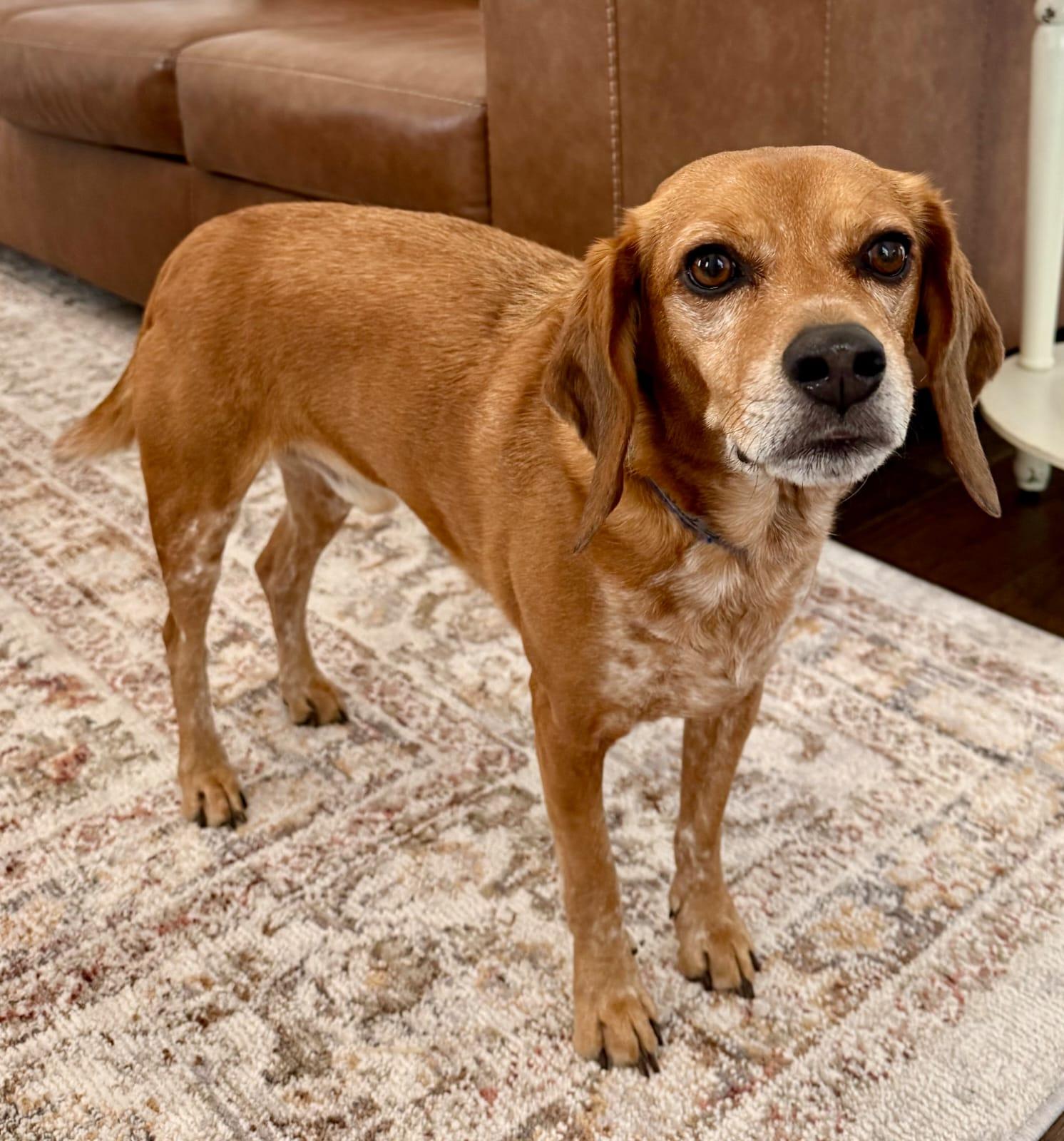 Enlarge Ollie CL, a Adoptable Beagle in Dunnellon, FL image 2/3