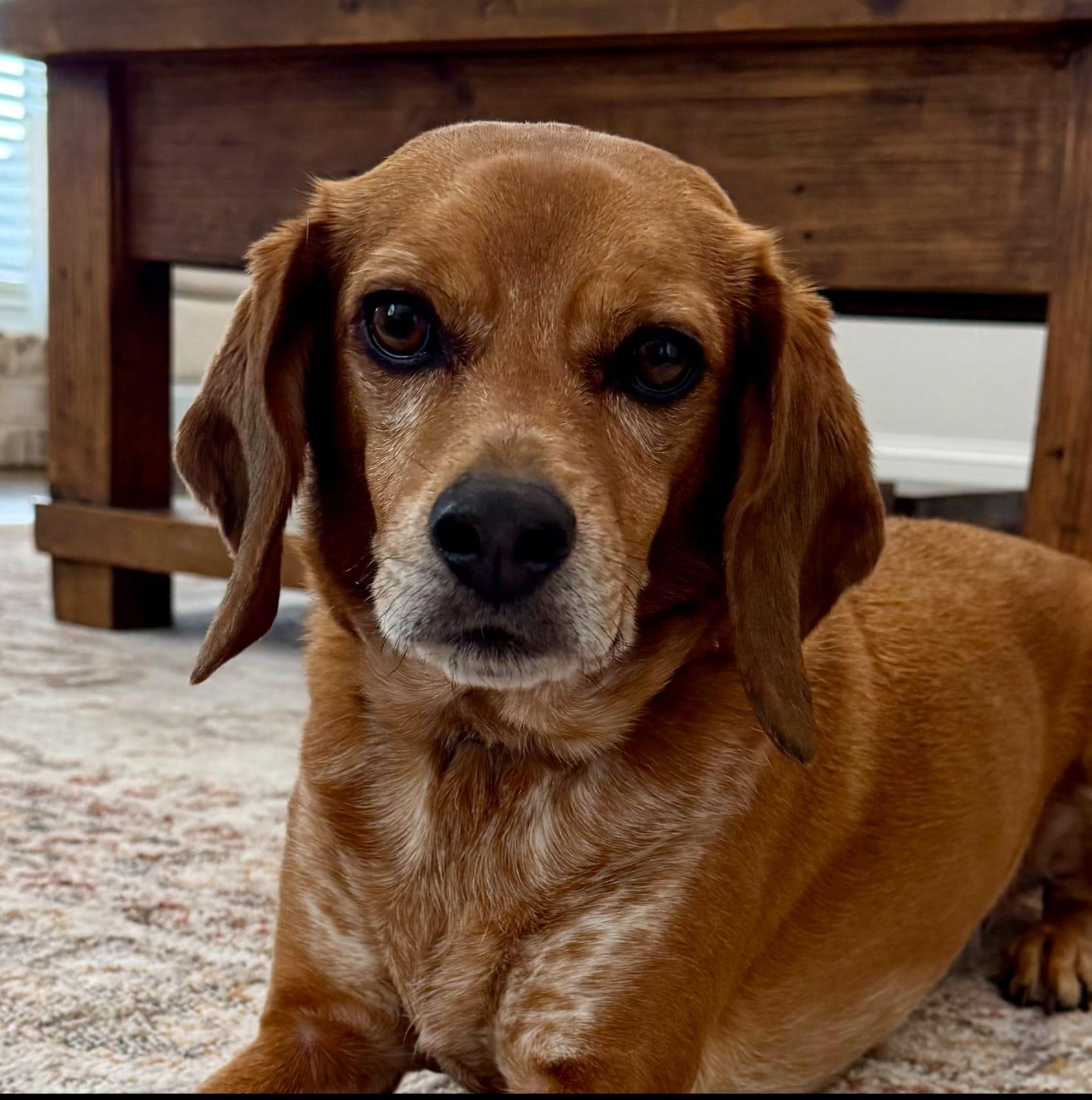 Enlarge Ollie CL, a Adoptable Beagle in Dunnellon, FL image 3/3
