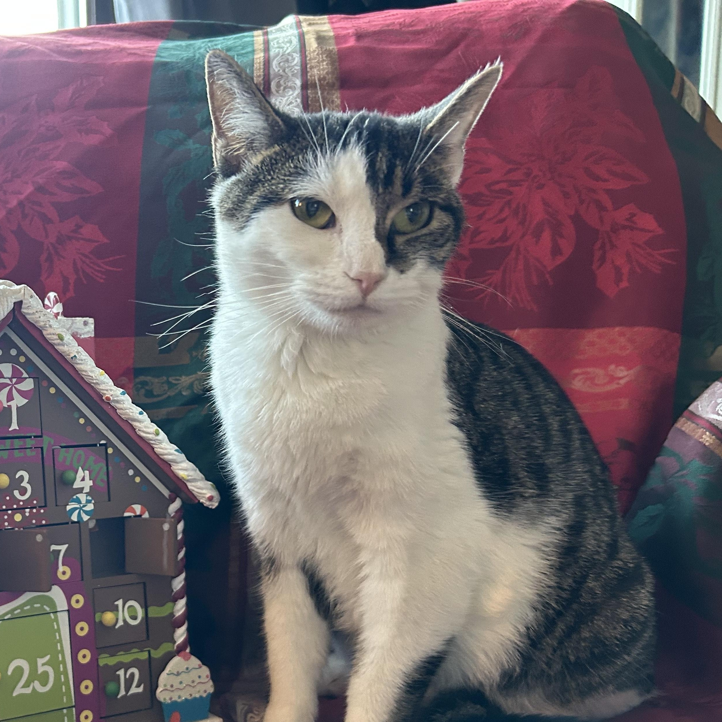 Enlarge Portia, a ADOPTABLE Domestic Short Hair in Minneapolis, MN image 4/6