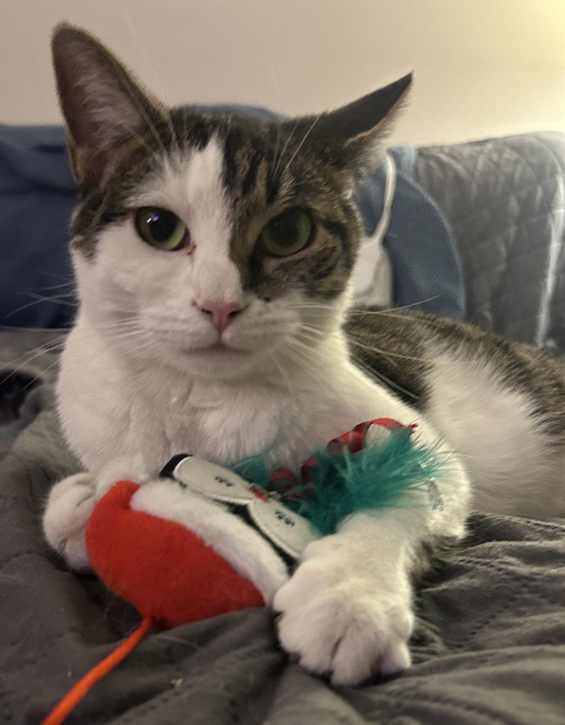 Portia, ADOPTABLE, Young Female Domestic Short Hair.