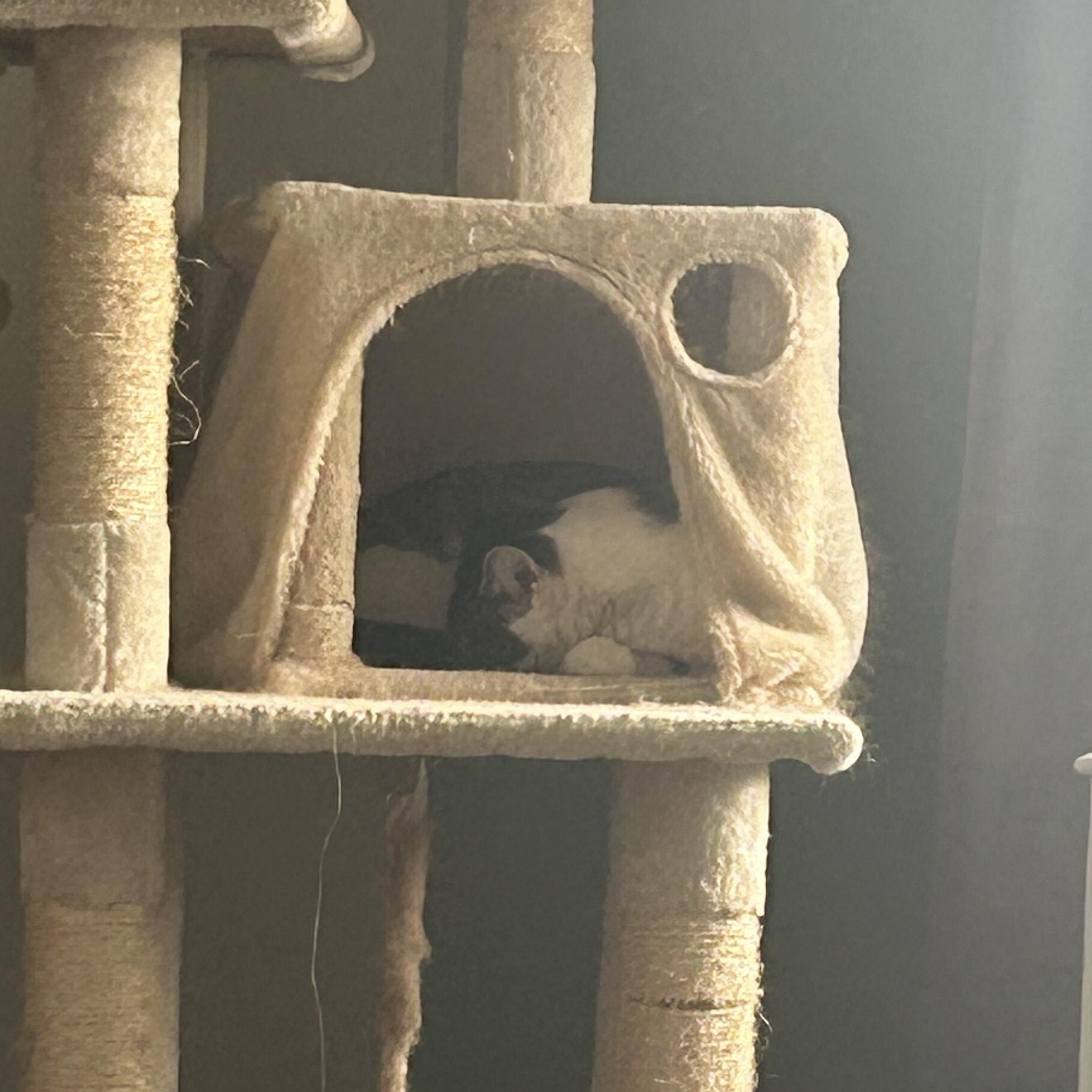 Enlarge Portia, a ADOPTABLE Domestic Short Hair in Minneapolis, MN image 4/6