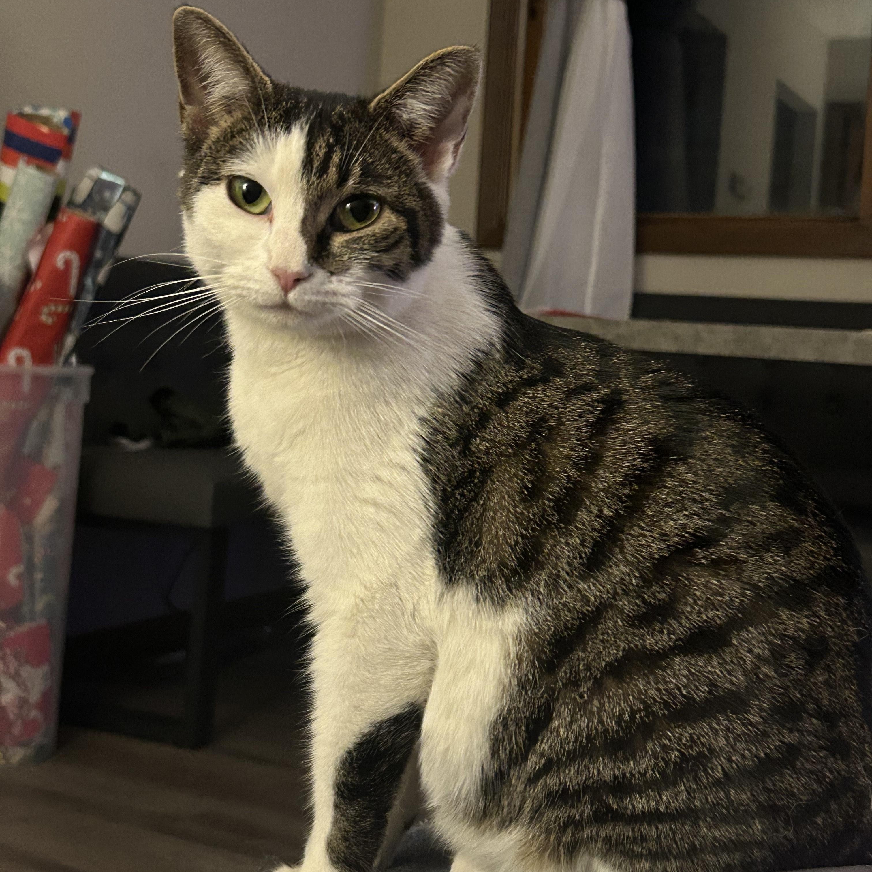 Enlarge Portia, a ADOPTABLE Domestic Short Hair in Minneapolis, MN image 2/6