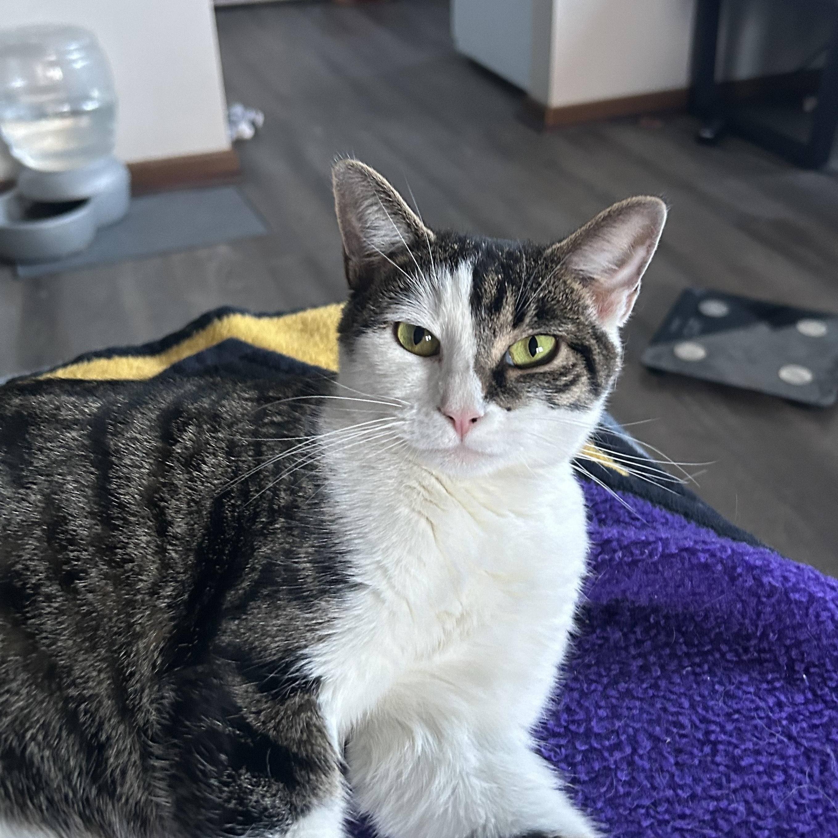 Enlarge Portia, a ADOPTABLE Domestic Short Hair in Minneapolis, MN image 5/6