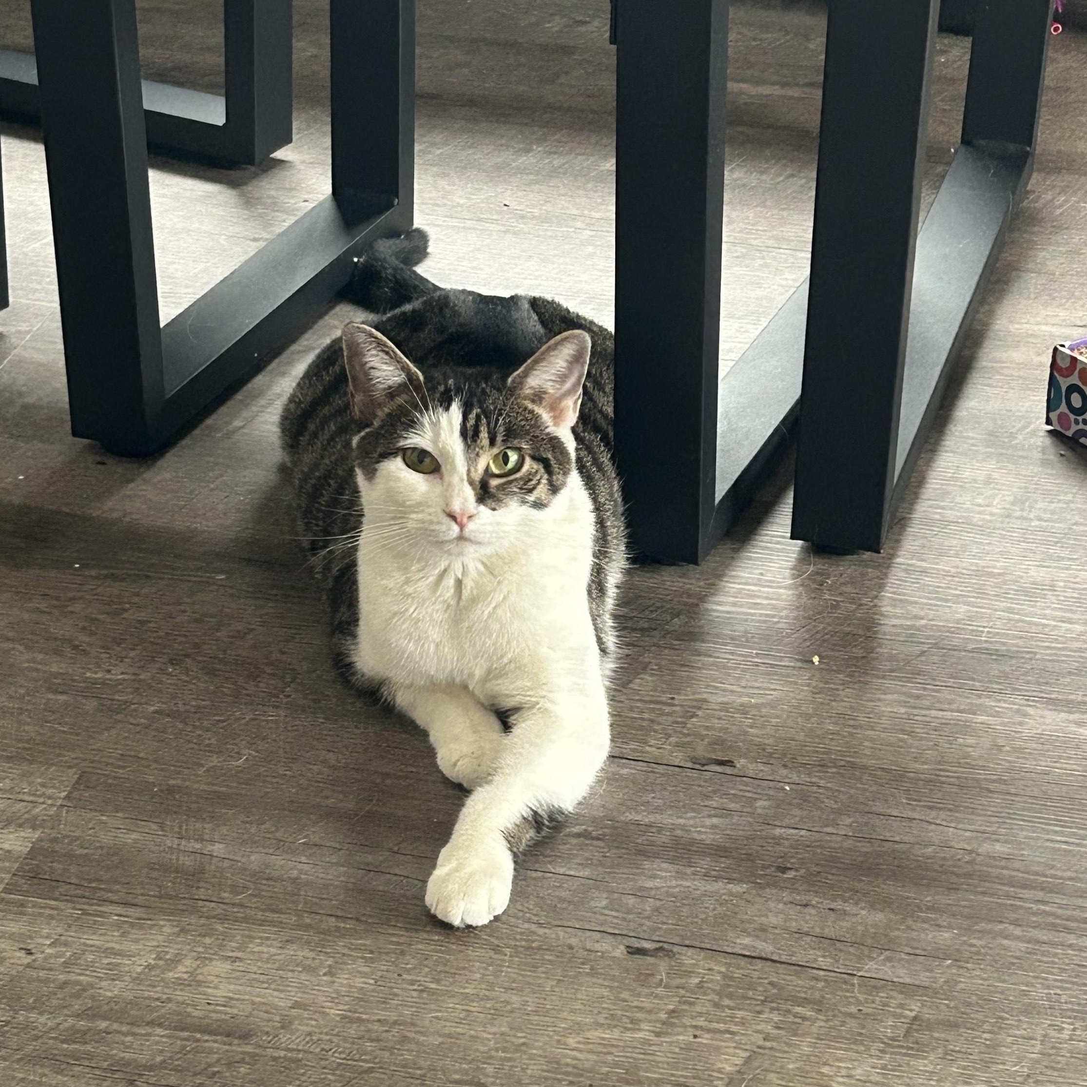 Enlarge Portia, a ADOPTABLE Domestic Short Hair in Minneapolis, MN image 3/6