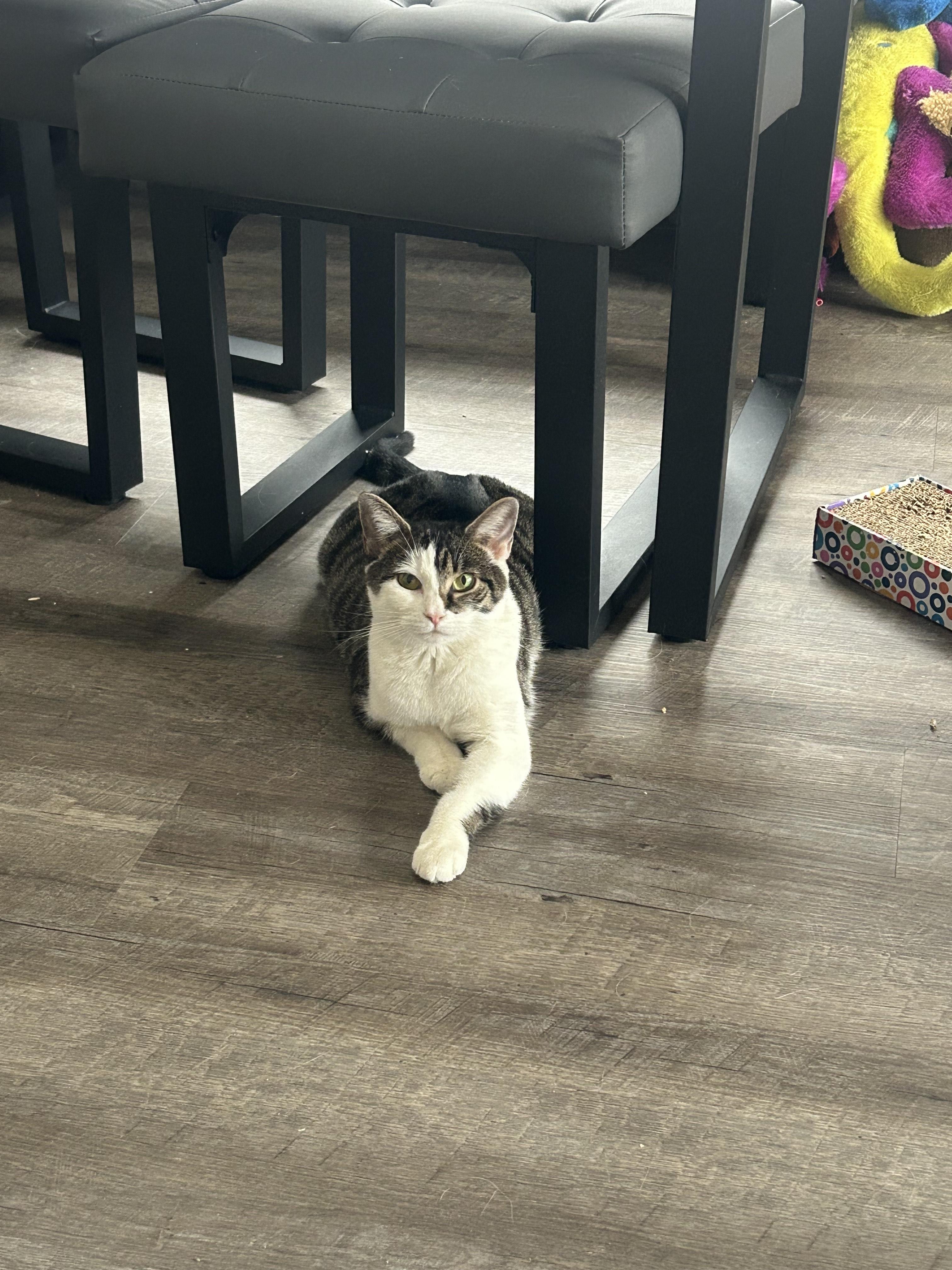 Enlarge Portia, a ADOPTABLE Domestic Short Hair in Minneapolis, MN image 6/6