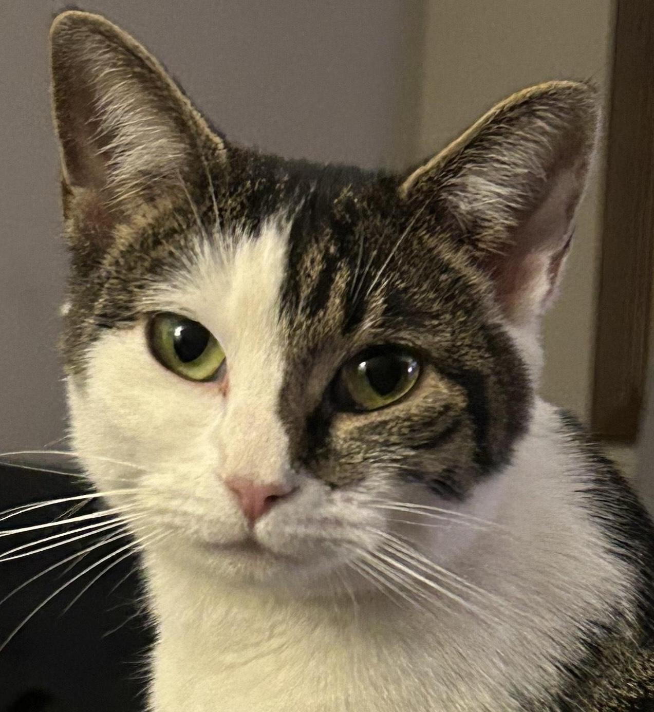 Portia, ADOPTABLE, Young Female Domestic Short Hair.